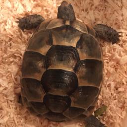 Tortoise is for sale comes with what you see and tortoise lamp and more food and around two years old Small Hermes tortoise
