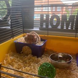 Baby boy hamster for sale, purchased around a month ago from pets at home. Can no longer provide the care he needs as I work full time, he comes with EVERYTHING you’ll need- cage, bedding, toys, water bottle, food tray and a bag of food. 

Need gone as soon as possible ideally.