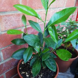 one year old lemon plant
was outside in the summer
well growth
great for insaid