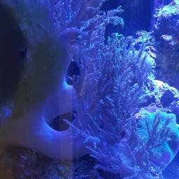 large hairy mushrooms £20 each..finger corals £20 each..very large finger coral.£60..pos swops.collect only