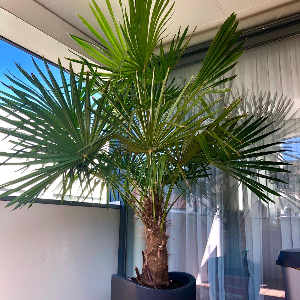 Palme Fächerpalme Waschingtonpalme 2,40 m in 6900 Брегенц für € 250,00
