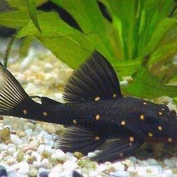 Mustard spot pleco around 4.5 inches
Selling on behalf of friend due to leaking tank
This is a stock photo of fish