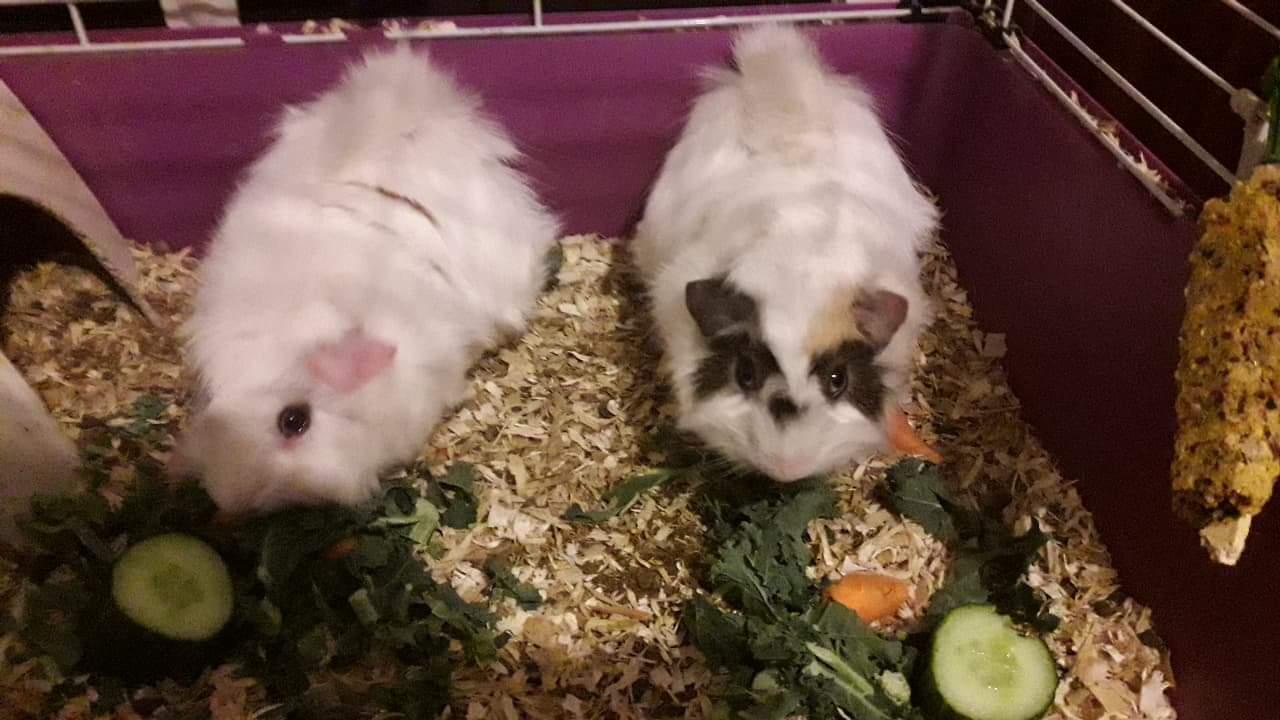 rehome male guinea pigs brothers in SR5 Sunderland for free for sale Shpock