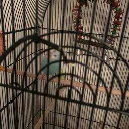15 week old budgie for sale with large cage and stand.