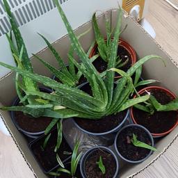 Aloe Vera plants for sale. easy to keep and produce their own offspring. £1 each.
baby plants 50p each. have plenty.
collection only from Burtonwood Warrington Cheshire.
there selling them in Next for a lot more.