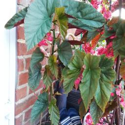 very nice begonia plant
was outside in summer