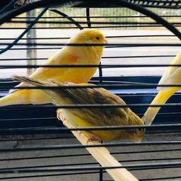 Beautiful canary 1 yr old very beautiful healthy birds any questions pllz ask no time wasters pllz
