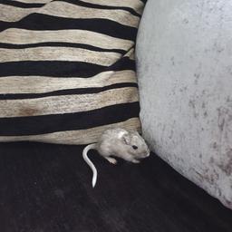 Male gerbil,only young, very tame and friendly,only reason for selling is my sons lost intrest with it.