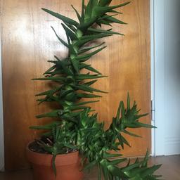 Aloe Vera-liknande växt, ca 85 cm hög.