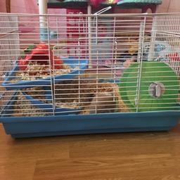 lovely hamster never bites son doesn't have any space and thinks he's to old for it it's a boy he's nearly 2 he comes with every thing in the picture and dome food and Sordust