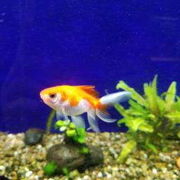 free goldfish needs rehoming