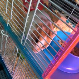 I have a very friendly hamster and cage free to a good home. I have taken in a kitten and it’s not fair to have Henry the hamster in a room in his own.