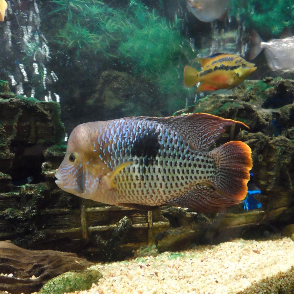 Gold Saum Cichlid in NN3 Northampton for £20.00 for sale | Shpock