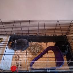 two beautiful Male rabbits they are brothers and both neutered looking for a loving home for them come with a large indoor cage and will come with food, hay, and sawdust what is left when sold collection only from bd4
