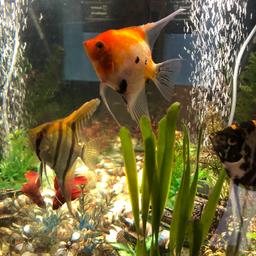 I have 5 angel fish they very healthy and active but unfortunately they not goes well with my other fish they keep attack the smaller fishes so unfortunately i have to give them away