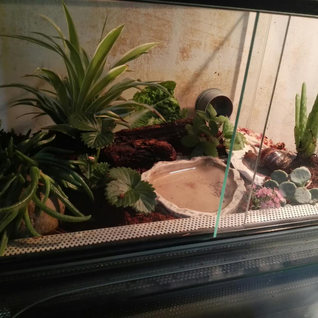 4 Achatschnecken mit Terrarium und Zubehör in 68794 Oberhausen