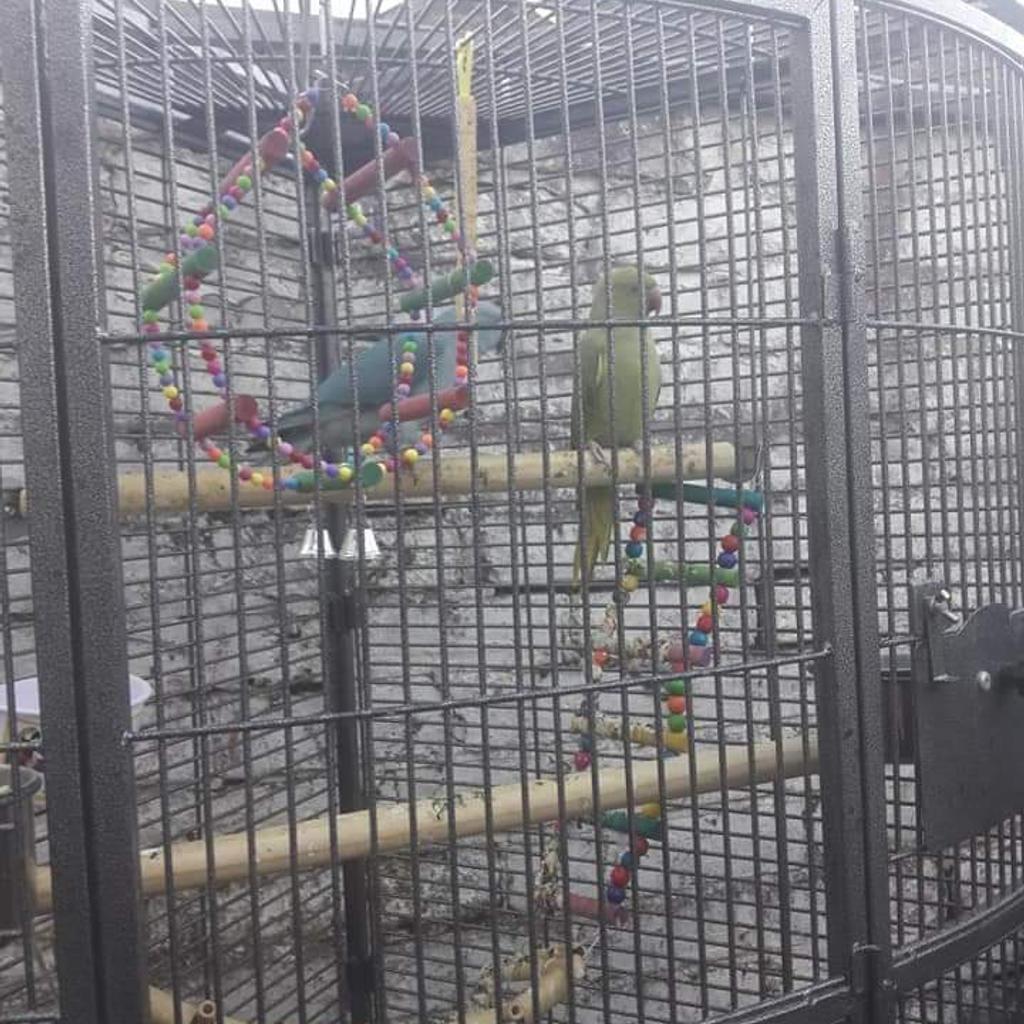 2 Indian ringnecks 1 green 1 blue in ST6Trent for £150.00 for sale