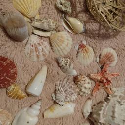 Shells in basket
Craft / bathroom decor
Collection b91