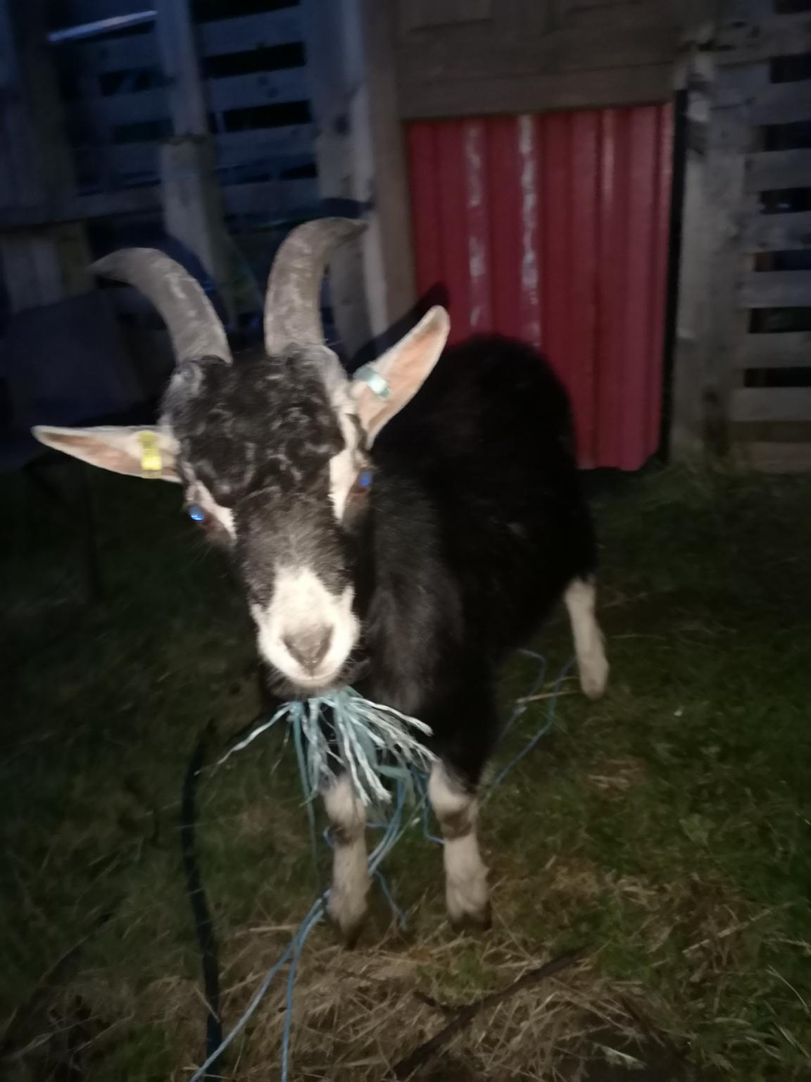 Toggenburg Goat for sale in BD3 Bradford for £80.00 for sale Shpock