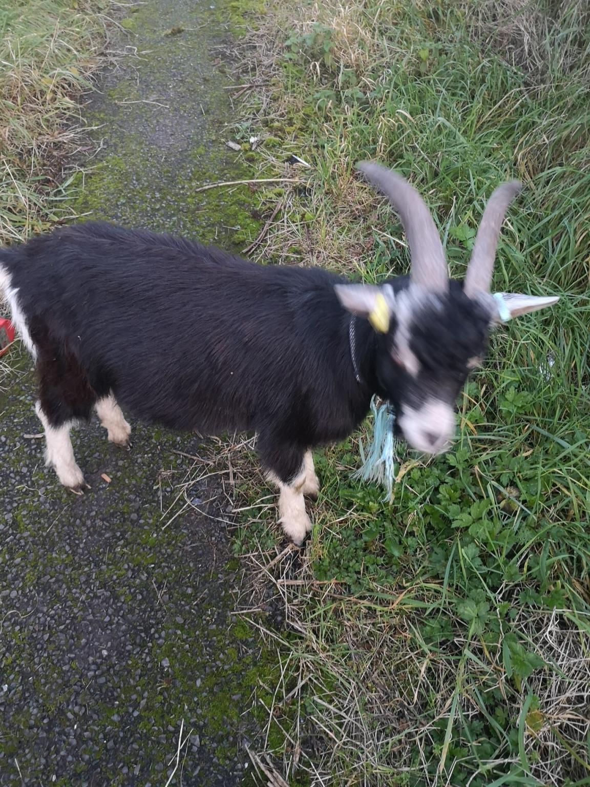 Toggenburg Goat for sale in BD3 Bradford for £80.00 for sale Shpock