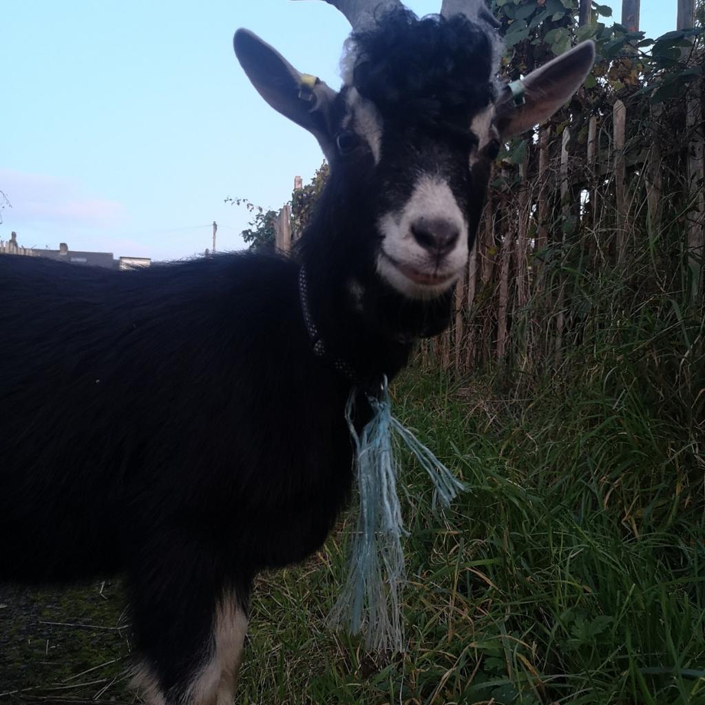 Toggenburg Goat for sale in BD3 Bradford for £80.00 for sale Shpock