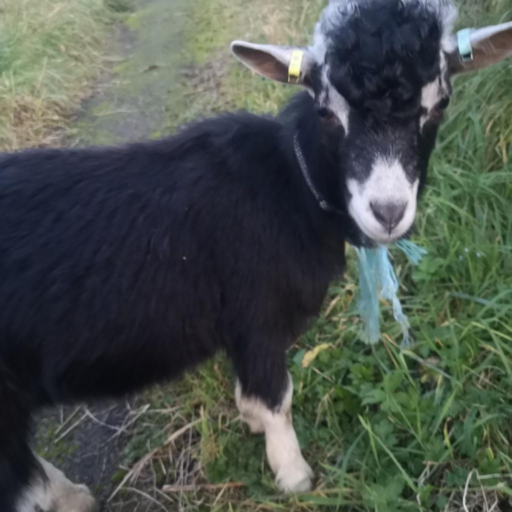 Toggenburg Goat for sale in BD3 Bradford for £80.00 for sale Shpock