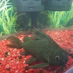 featherfin catfish  looking to swap for a plec  its 8/9inch big fucker its terrorizein my other plec