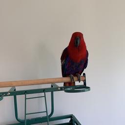 Beautiful female eclectus parrot semi tame 3 years old. Does say a few words capable of saying a lot more. Comes with cage in good condition.