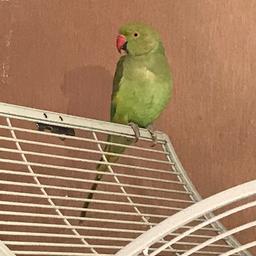 Young Male indian ringneck 5 months old semi tame but little nerves will be a great bird once fully tamed but dont have time to do
Selling with cage to loving genuine home where he will get the attention he needs
No timewasters
Collection only