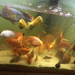 7parrot fish for sale £100 no offers collection batley wf17