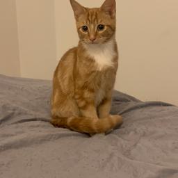 Ginger 13 week old kitten for sale, loving and very affectionate loves to sit and cuddle with other you. Fully Litter trained, up to date with flea and worm treatment