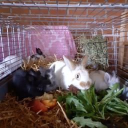 Verkaufe vier liebe Kaninchen. 
Ab nächstes Wochenende sind sie 9 Wochen alt,fressen sehr gut. Nur in liebevolle Hände abzugeben. 10€ pro Häschen 
Gerne auch WhatsApp  0176 43593104
