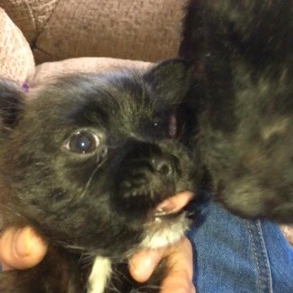 Shih tzu clearance cross patterdale