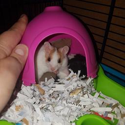 hi i am looking for hamster cages, houses,toys, wheels ect. i take in unwanted hamsters and need all the stuff i can get including bedding food sawdust ect. currently in desperate need of hamster cages and wheels. in the nuneaton area i can collect or if u could drop of that would be great.