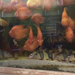 Clown loaches from 5 inch to 8    £400 collection batley wf17 area cash only