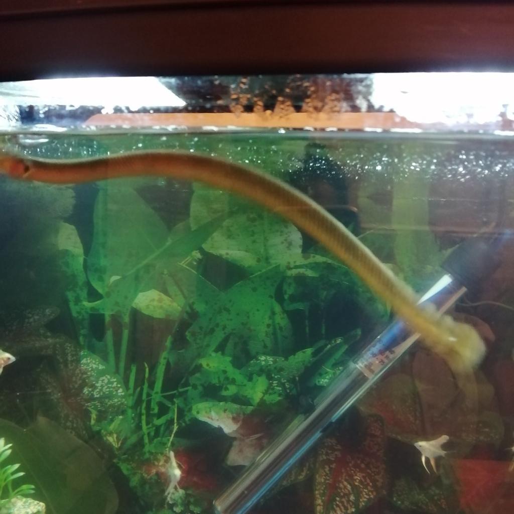 Reed/Rope fish for tropical aquarium in B33 Birmingham for £5.00 for