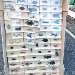 real bugs in resin blocks 70 , interesting collection