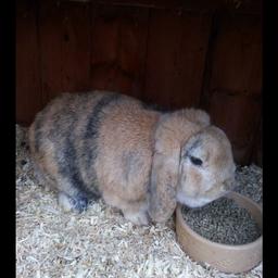Free Rabbit 2yr old male needs home comes with hutch. Regrettably we have no time for him due to work commitments. Pick up only.