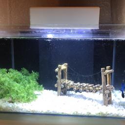 Fish tank In perfect condition **22L**

Fish include Siamese beta fighting fish main colour blue, and 3 dwarf algae eating catfish.

Fish can be sold separately from tank. Also can be sold with fish flakes, water conditioner, gravel cleaner, fish net and thermometer. Collection Watford WD25.