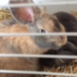 Beautiful boy available looking for his new home great with other rabbits and children selling fur to no fault of his own