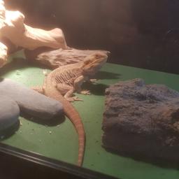 3yrs old male bearded dragon handles really well cutting down on numbers is the only reason for sale nice big size.