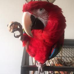DNA female with microchip 
Tame and talking
Not tame straight away but needs time and gentle introduction but handles easily very gentle and extremely quiet just like to sit out on top of her cage lovely condition bright and fully feathered 

Would consider swap for Male tame b&g greenwing or scarlet 