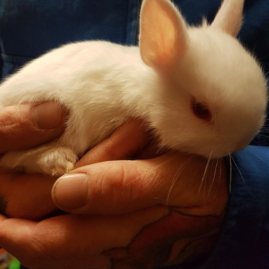 NETHERLAND DWARF RABBIT in Barnsley für 15,00 £ zum Verkauf | Shpock DE