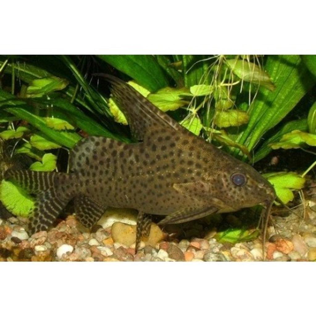 TROPICAL FISH 2 x FEATHERFIN CATFISH in WS10 Walsall for £15.00 for