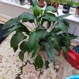 Two large potted plants (peace lily)?
About three feet tall and healthy.
