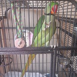 his 18 month old  very healthy and playful parrot he talk sayin lot of word .he come with cage