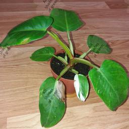 This is for the 1st picture £35 very rare Philodendron White Princess plant. Very well rooted. quite big. new growth emerging. some browning on 1 leaf.

second pic is a younger more variageted 1 for £40.

Can be collected in pot or posted.

I have lots of plants for sale including a bigger version of this plant so check out my other listings.

If you have any questions, requests or suggestions, feel free to ask.