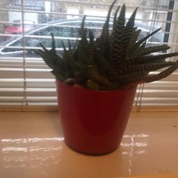 Indoor cactus plant as seen in pic