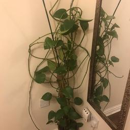 Indoor money plant as seen in pic . Selling beloved plant due to house move