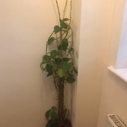 Indoor money plant 

Selling my beloved plant as moving